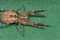 La Zoropse  pattes pineuses. Une femelle (Araneae - Zoropsidae - Zoropsis spinimana)